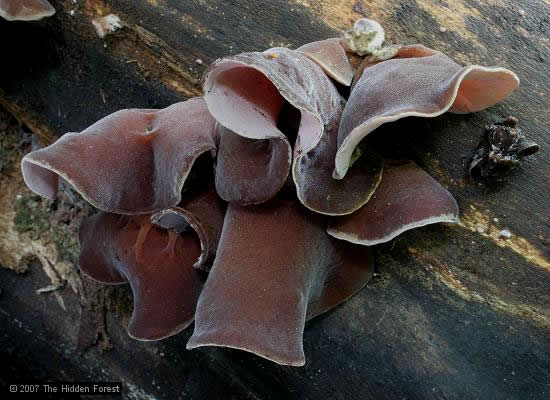 قرنیه Auricularia