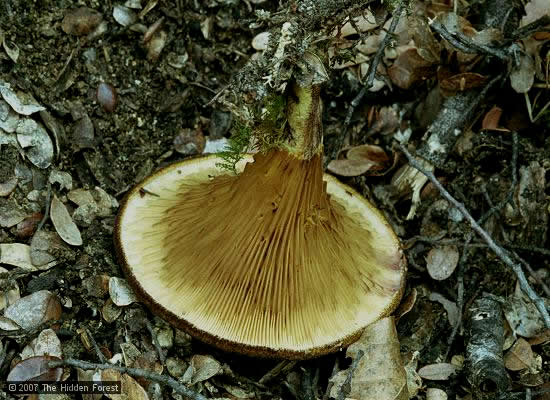 Austropaxillus macnabbii