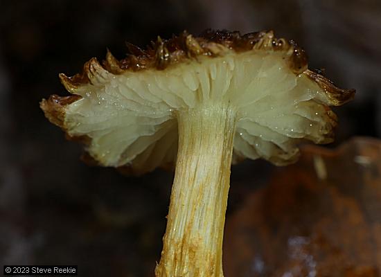 Cystoderma clastotrichum