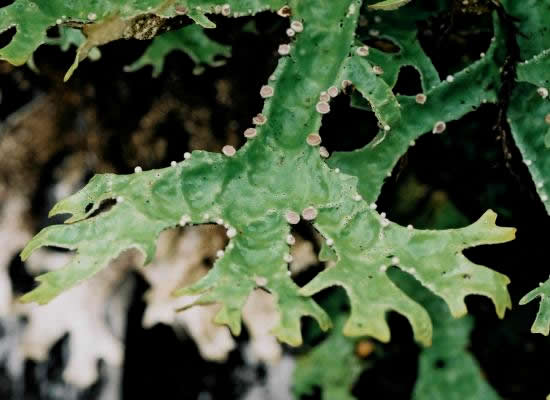 Pseudocyphellaria billardierei