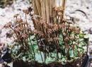 Marchantia foliacea