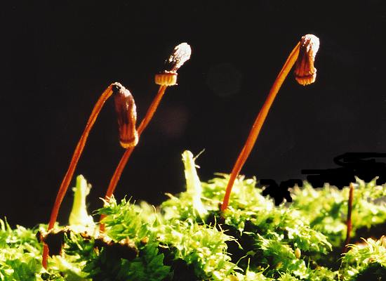 Racopilum convolutaceum