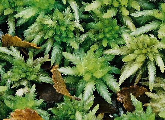 Sphagnum harvest – Mosses – Te Ara Encyclopedia of New Zealand