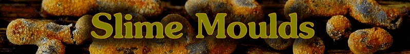 Slime Mould Logo