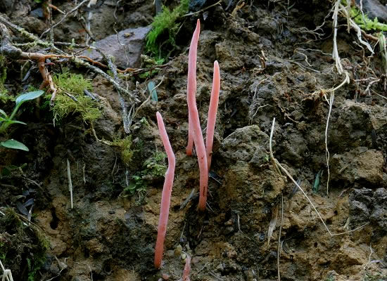 Clavaria roseo-violacea