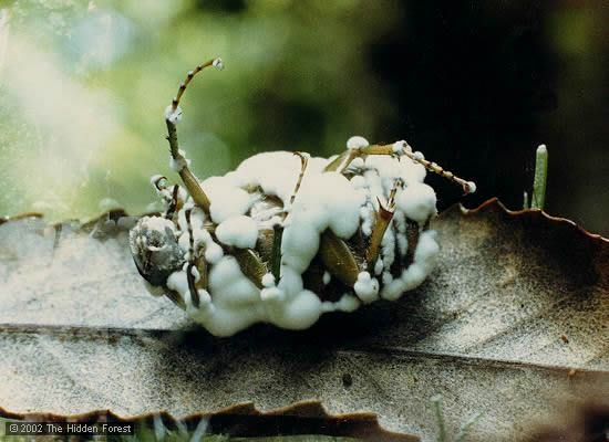 Beauveria bassiana
