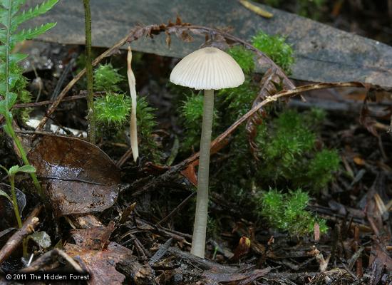 Entoloma imbecille