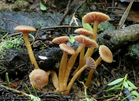 hygrocybe lilaceolamellata