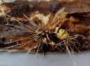 Ophiocordyceps sp.