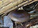 Pleurotus australis