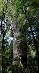 Kauri Forest 