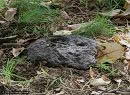 Cow Dung 