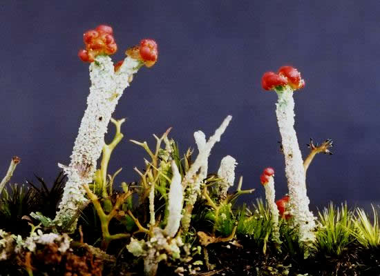 Cladonia floerkeana