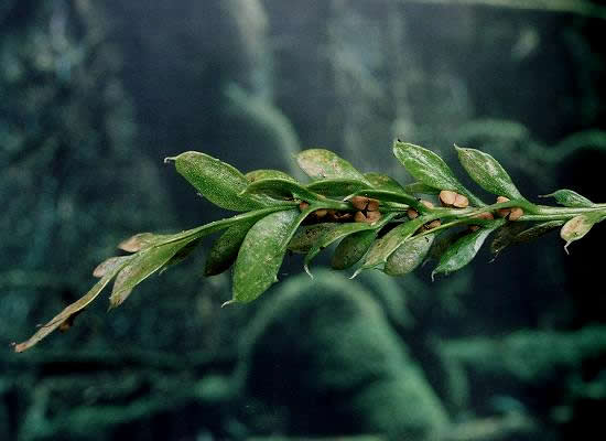 Tmesipteris sigmatifolia
