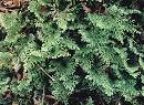 Hymenophyllum demissum